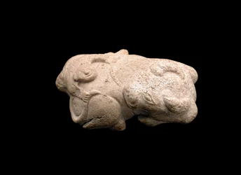 Bufalo d