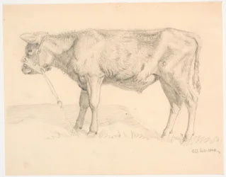 Un vitello