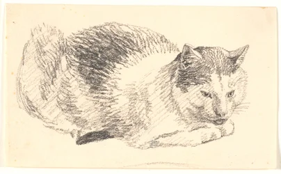 Gatto sdraiato