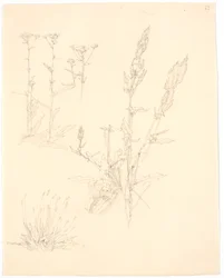 Studi di piante