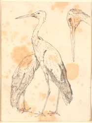 Cicogne