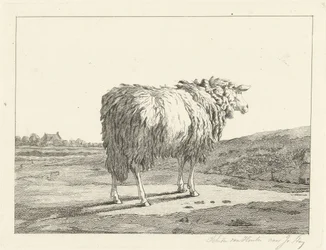 Pecora in un paesaggio
