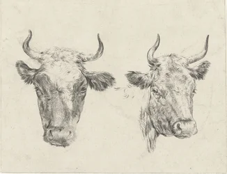Due teste di mucca