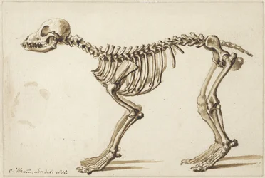Scheletro di un cane di lato