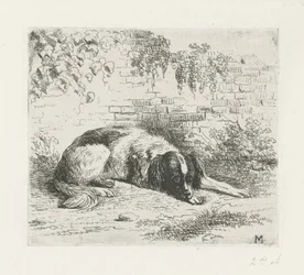 Cane sdraiato davanti a un muretto