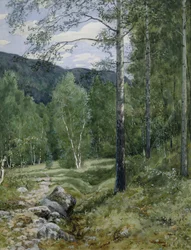 Primavera nella foresta