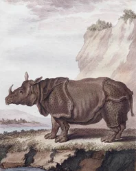 Rinoceronte (incisione)