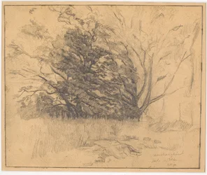 Gruppo di alberi