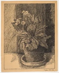 Vaso di fiori con primula