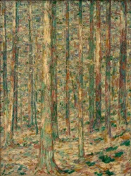 Tronchi di pino alla luce del sole
