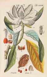 Botanisches Handbuch