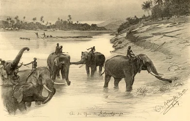 Elefanti sulle rive del fiume Mahaweli, Ceylon