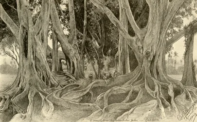 Alberi giganti nei giardini botanici, Peradeniya, Kandy, Ceylon, 1898