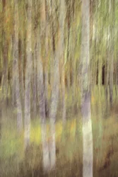 Astratto: Serenità della foresta