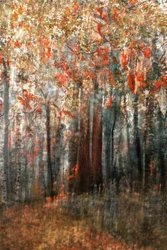 Il bagliore della foresta autunnale