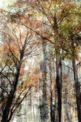 Luce nella foresta autunnale
