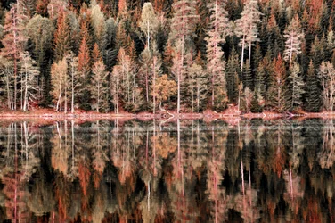 Riflessi nella foresta autunnale