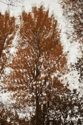 Chioma degli alberi in autunno