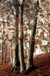 Scena autunnale nel bosco