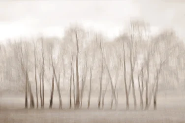Alberi spogli, delicatamente sfocati