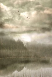 Uccelli sul lago avvolto nella nebbia