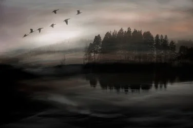 Uccelli sul lago avvolto dalla nebbia