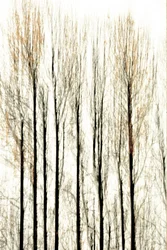 Linee sfocate della foresta