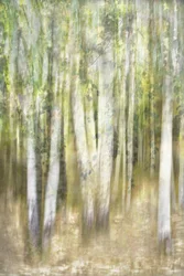 La suggestiva foresta di pioppi