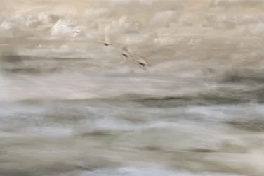 Uccelli da sogno sull’acqua