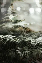Felci della foresta incantata
