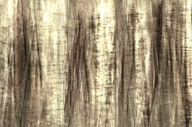 Linee da foresta da sogno