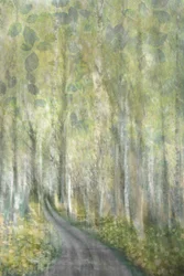 Sentiero da sogno nella foresta