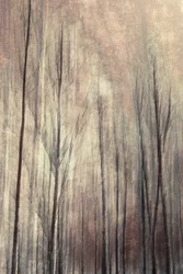 Alberi della foresta da sogno