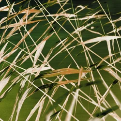 La bellezza dinamica della natura
