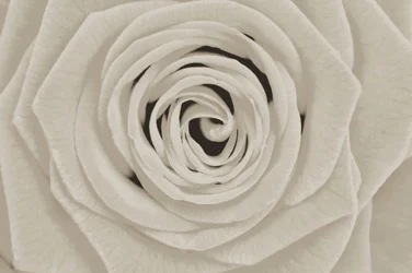 Elegante rosa bianca