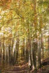 Il sentiero della foresta incantata