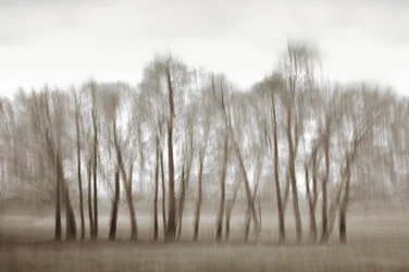 Alberi sfocati e eterei