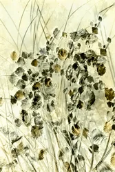 Forme botaniche eteree