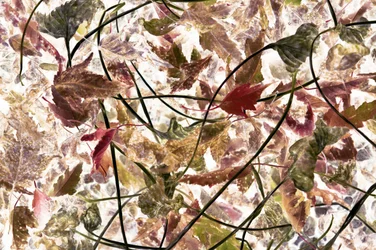 Fogliame autunnale etereo