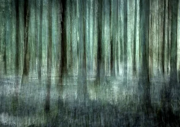 Sfocatura della foresta eterea