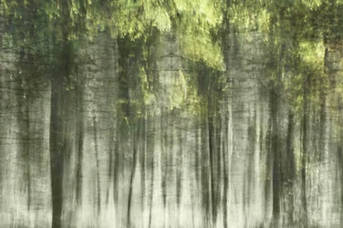 Luce della foresta eterea