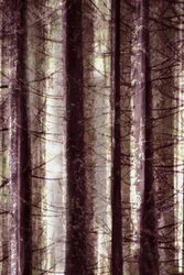 Luce eterea della foresta