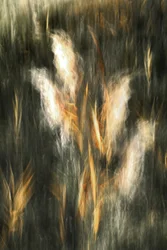 Erba dorata eterea