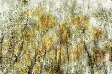 Alberi dorati eterei