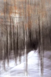 Foresta invernale eterea