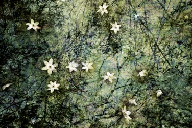 Fiori bianchi galleggianti