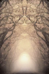 Il tunnel di alberi illuminati