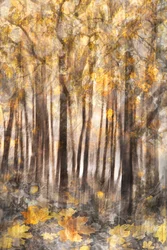 Foresta d