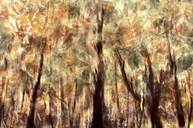 Foresta d