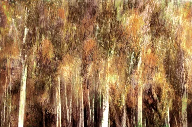 Foresta d